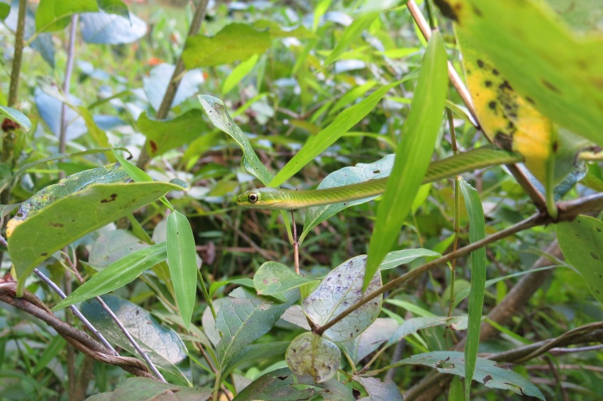 green snake in bushes