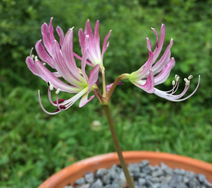 Burnsvigia namaquana flowers