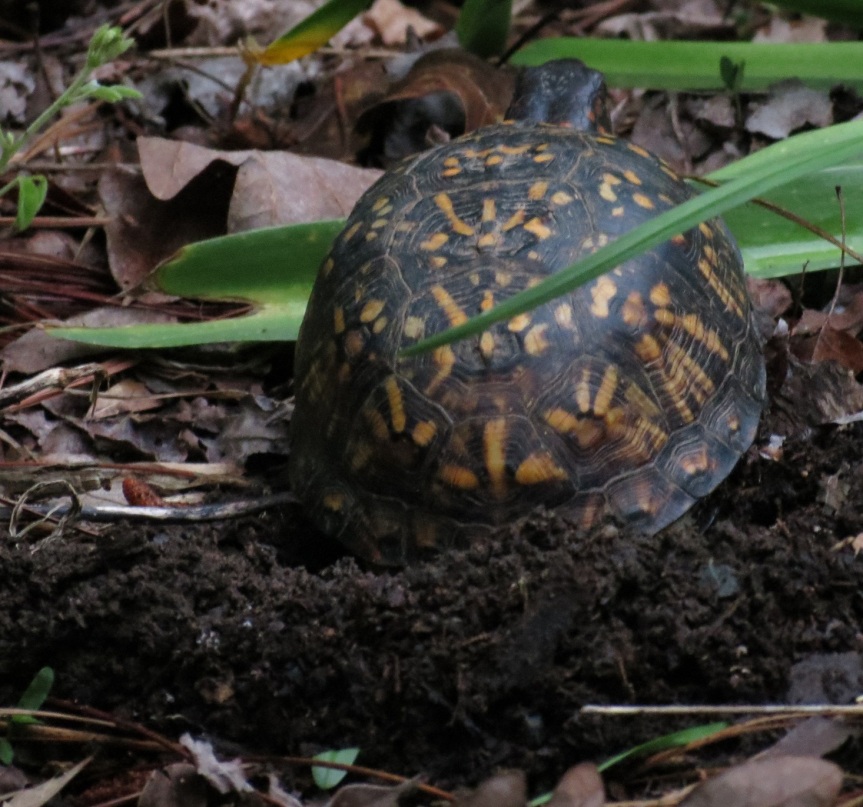 Turtle_digging_nest