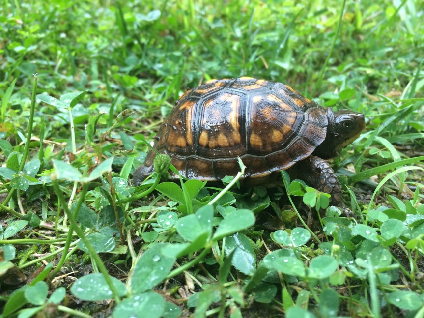Another_box_turtle