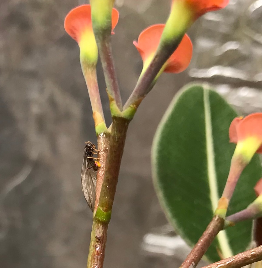 Euphorbia-horombensis3