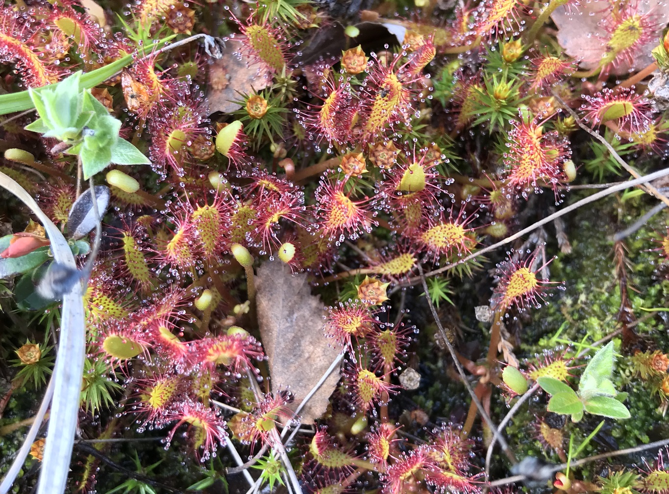 a picture of sundew leaves
