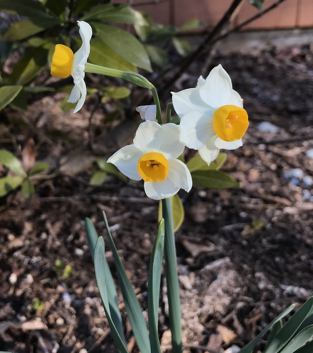 Narcissus_odoratus