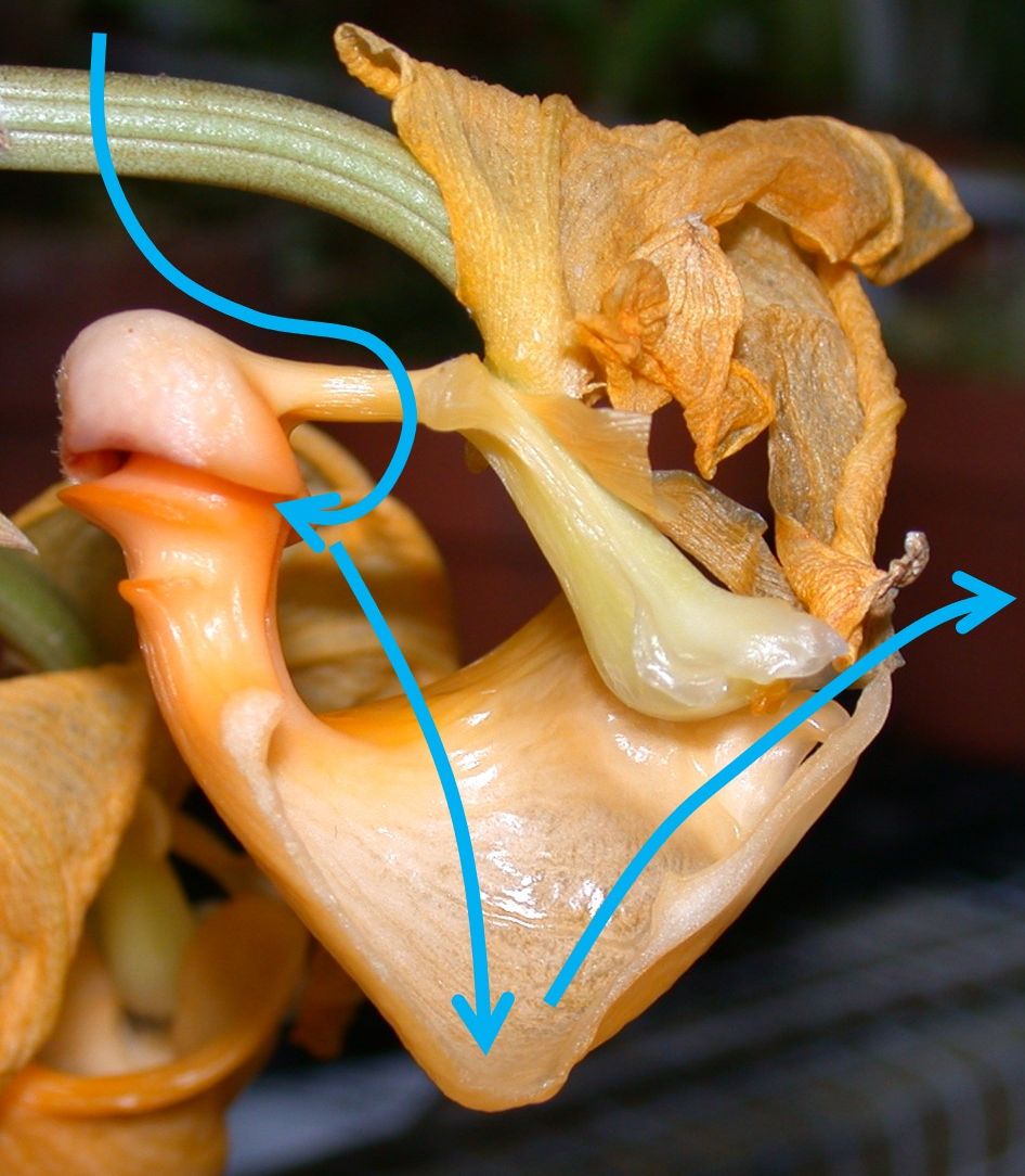 Photo of Coryanthes thivii flower with the bucket bisected to show the column and exit route