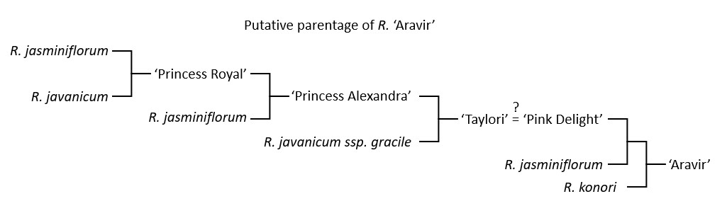 putative ancestry of Rhododendron aravir