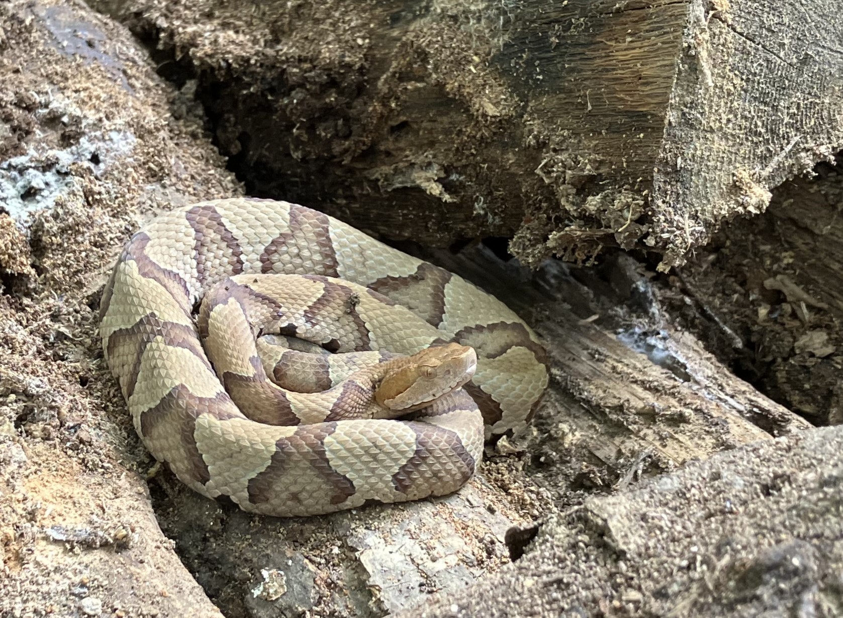 photo of a coiled copperhead