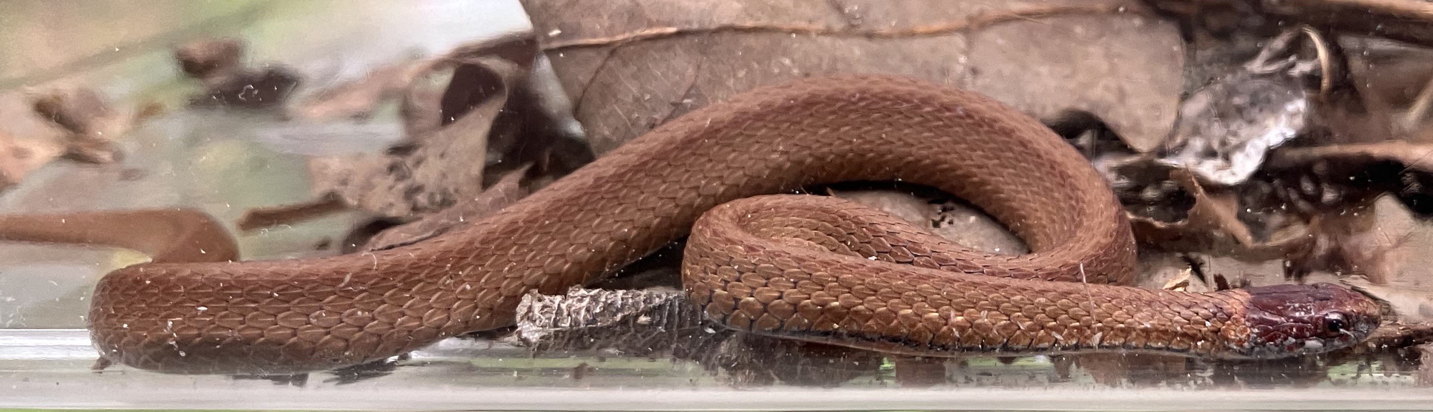 Another photo of a redbelly snake
