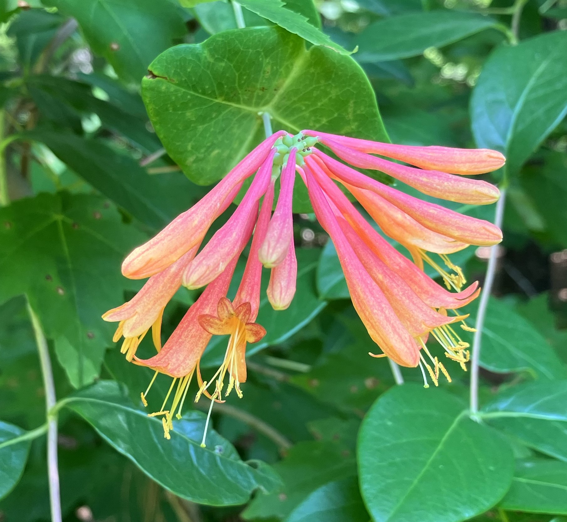 picture of coral honeysuckle flowers with unusual coloration