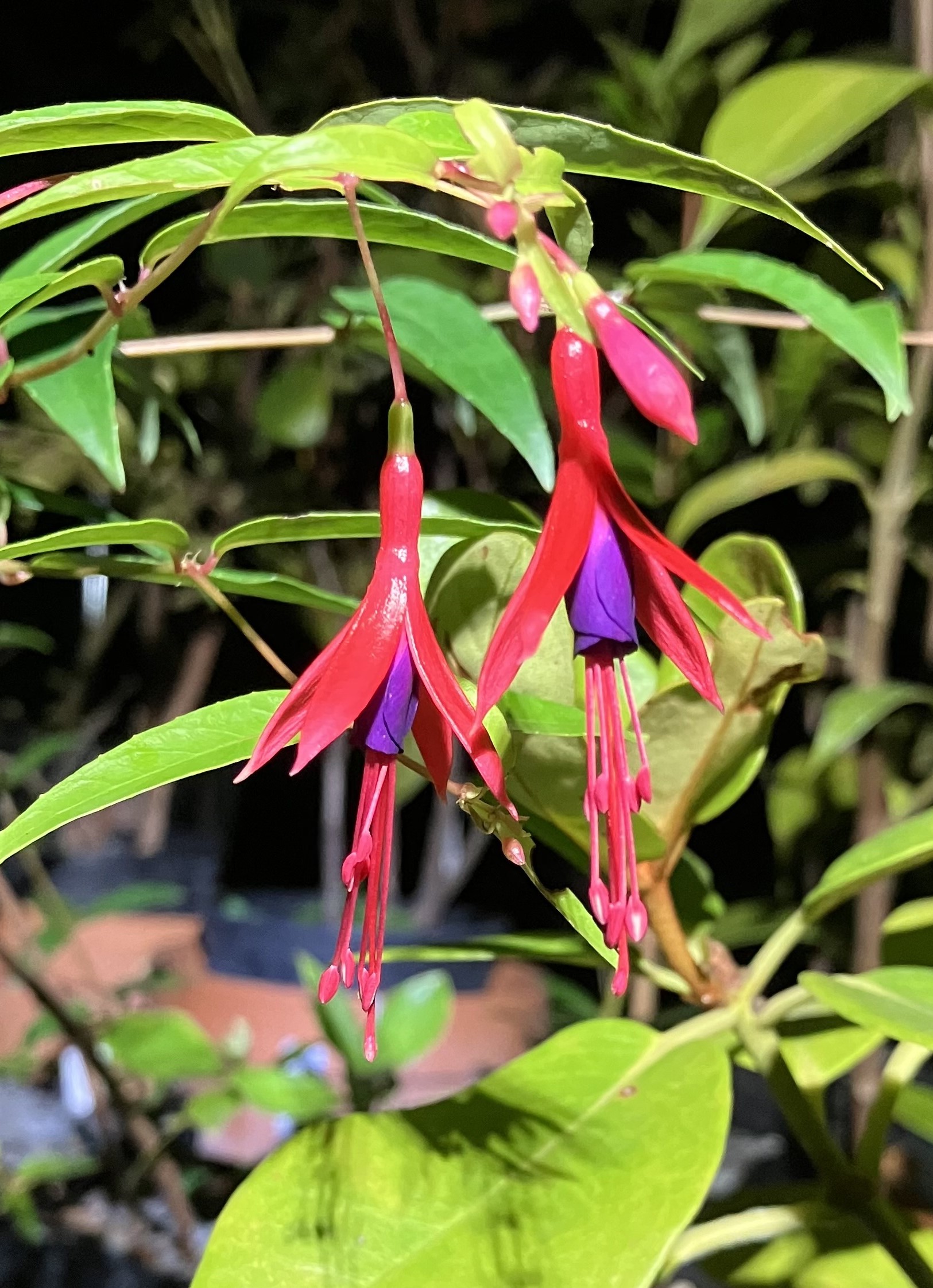 photo of Fuchsia flowers