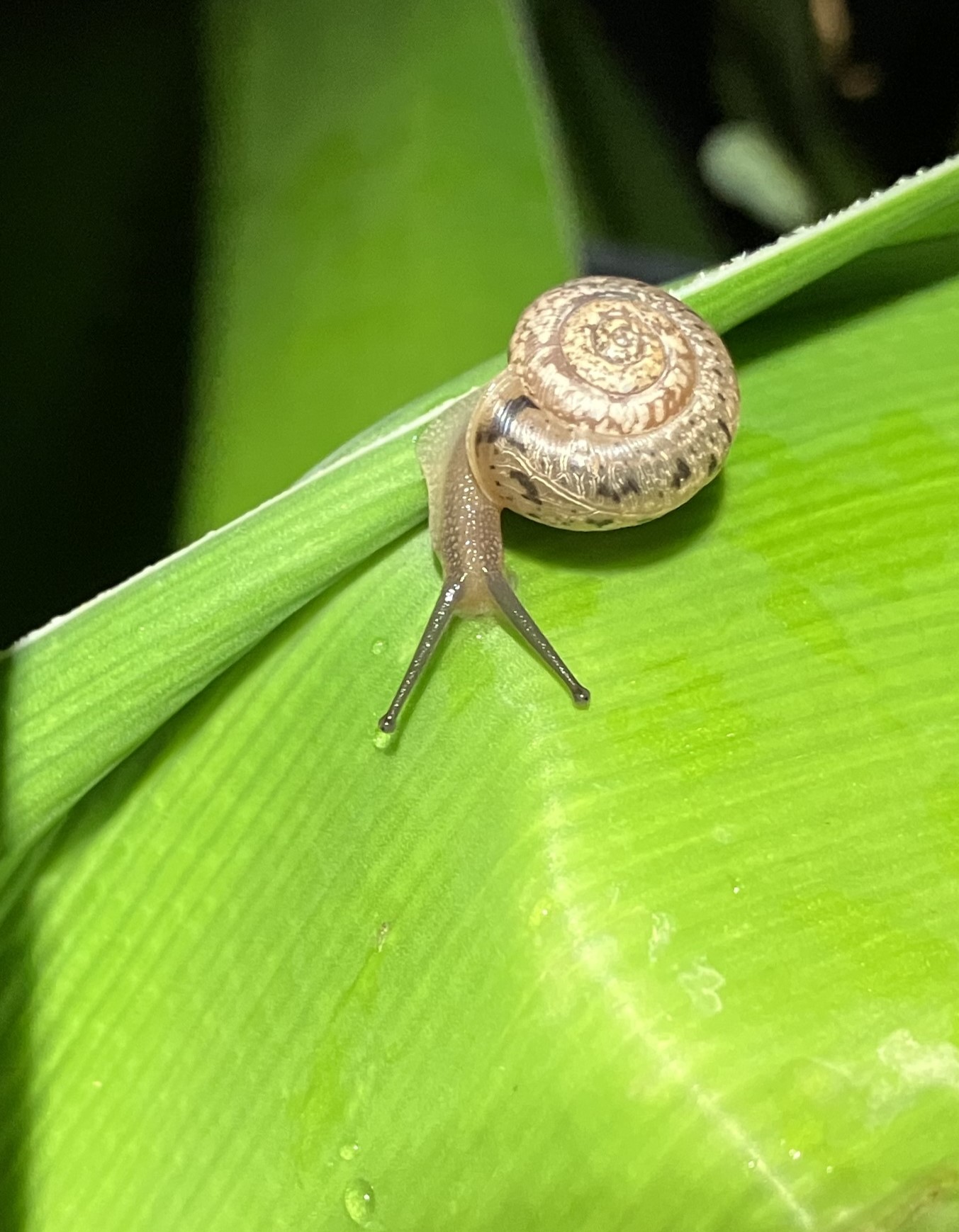 small snail on leaf