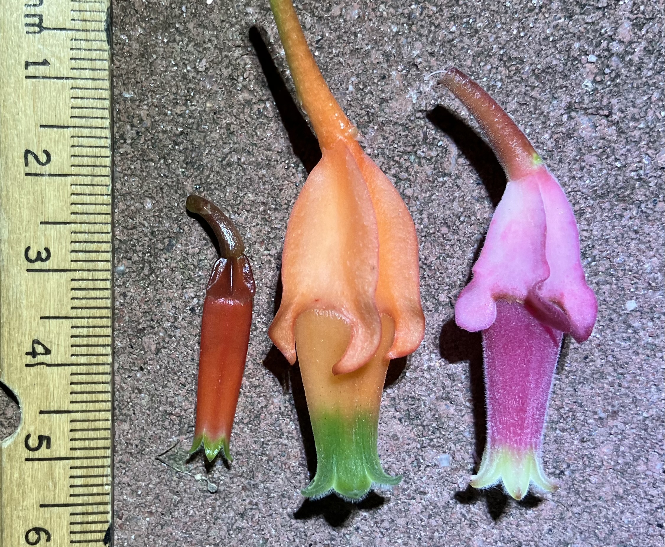 comparison of macleania flowers