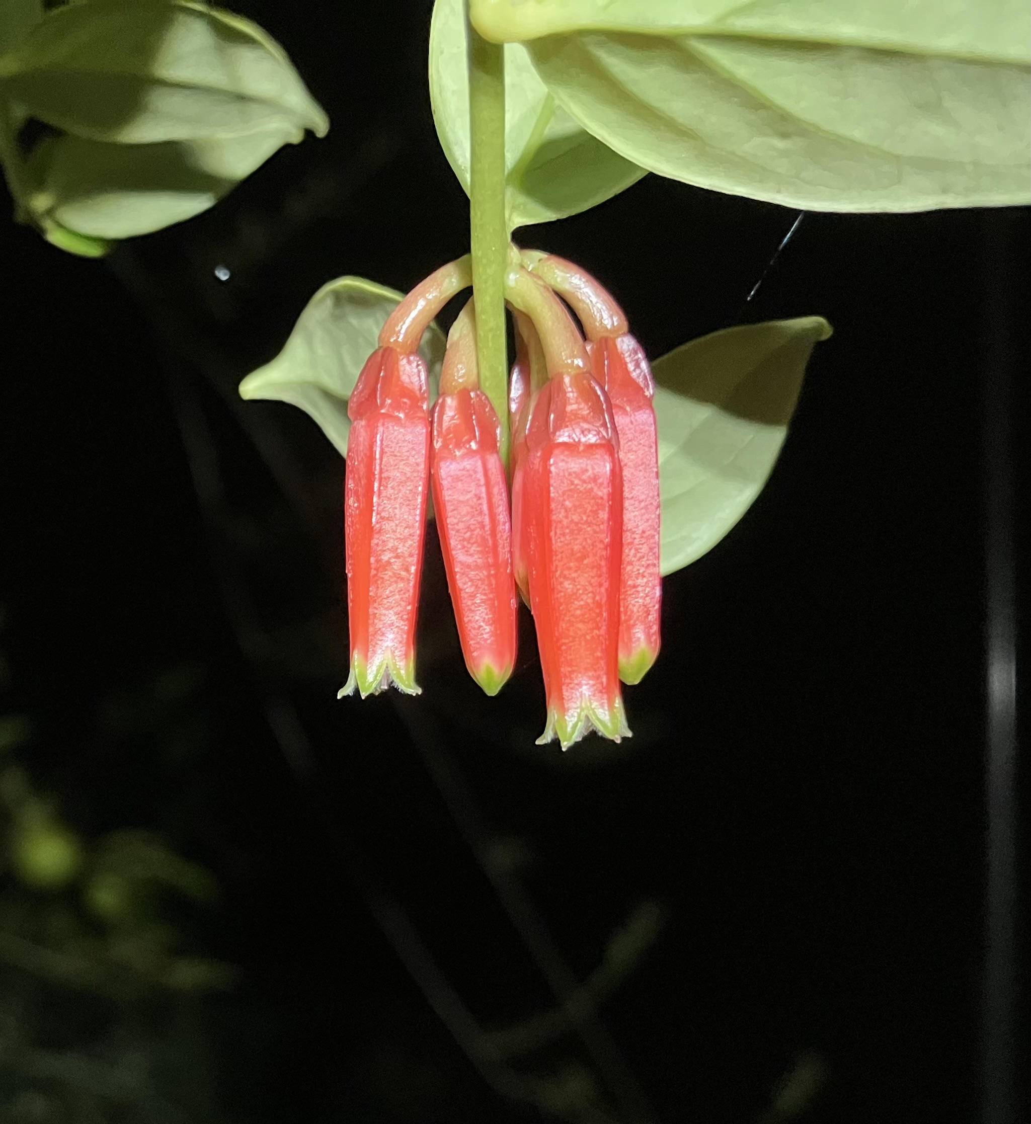 photo of macleania stricta flowers