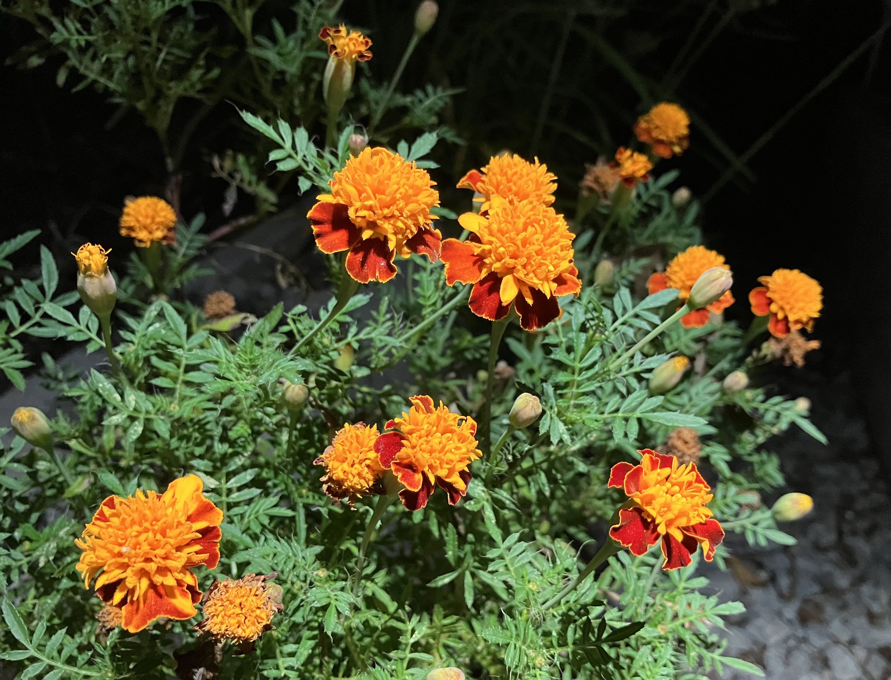 orange-and-red marigold flowers