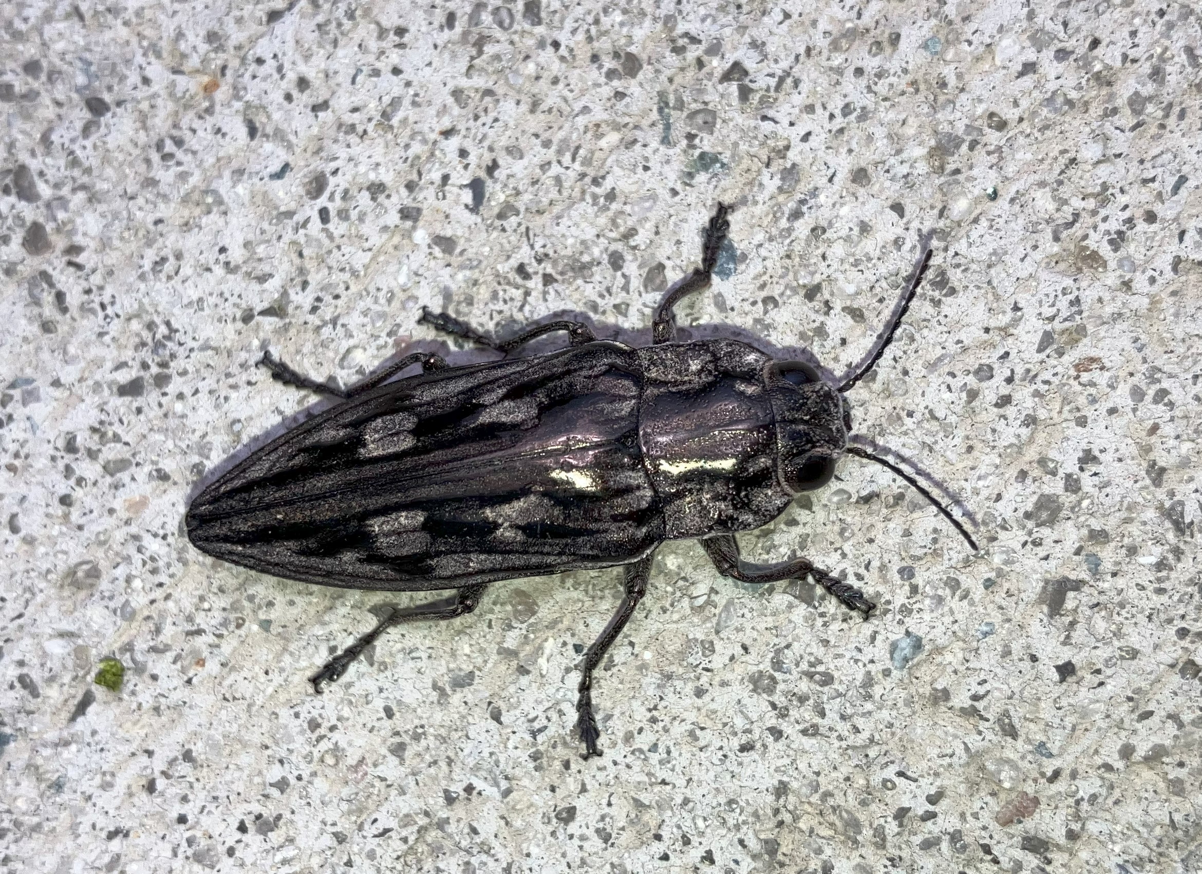 photo of sculptured pine borer beetle