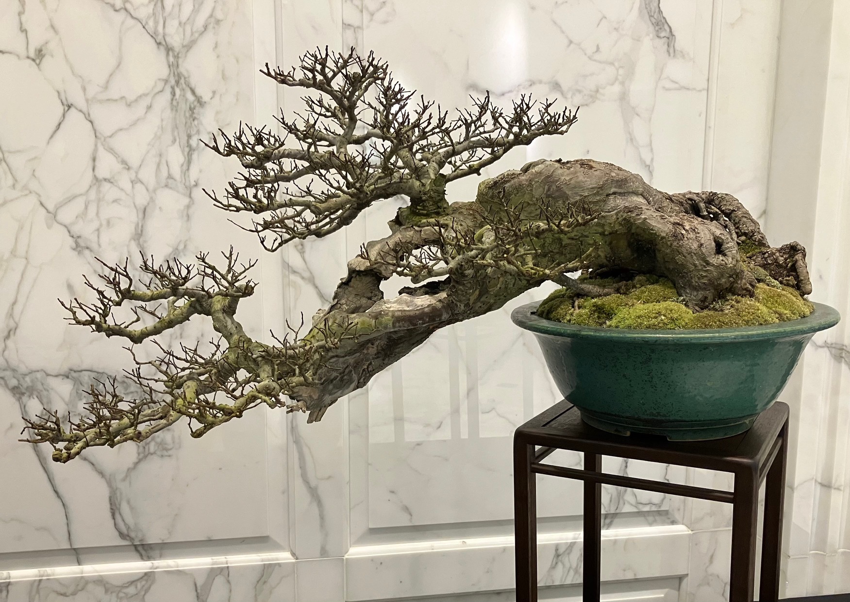photo of a hollow bonsai elm tree