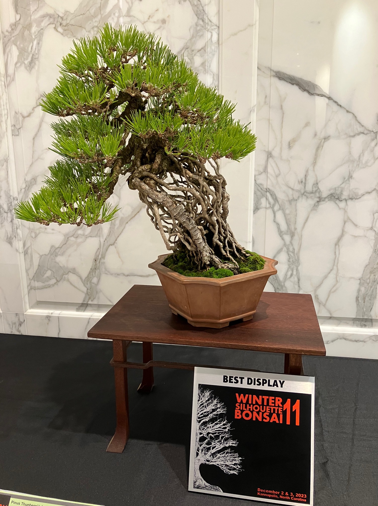 photo of a bonsai black pine