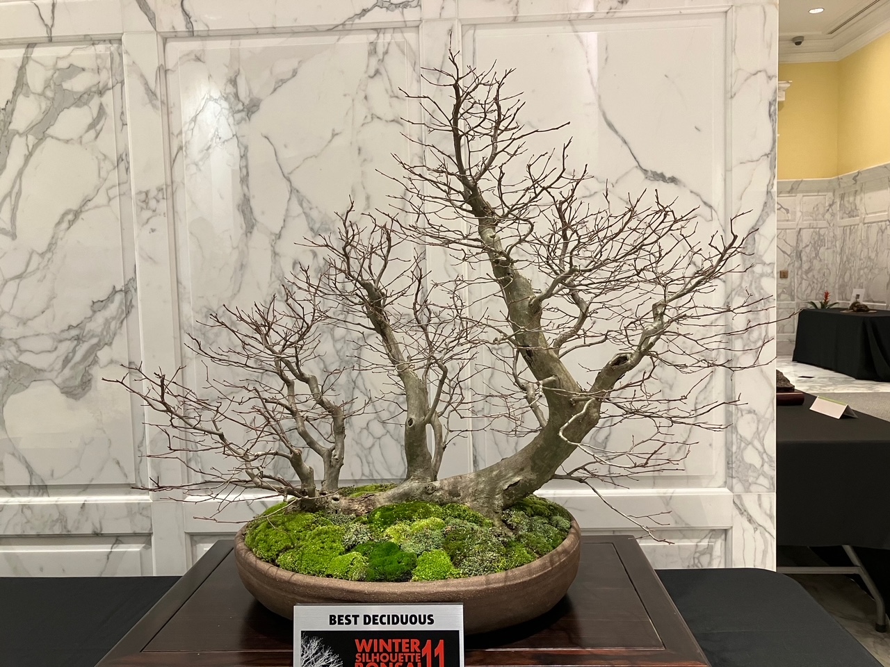 photo of a bonsai ironwood