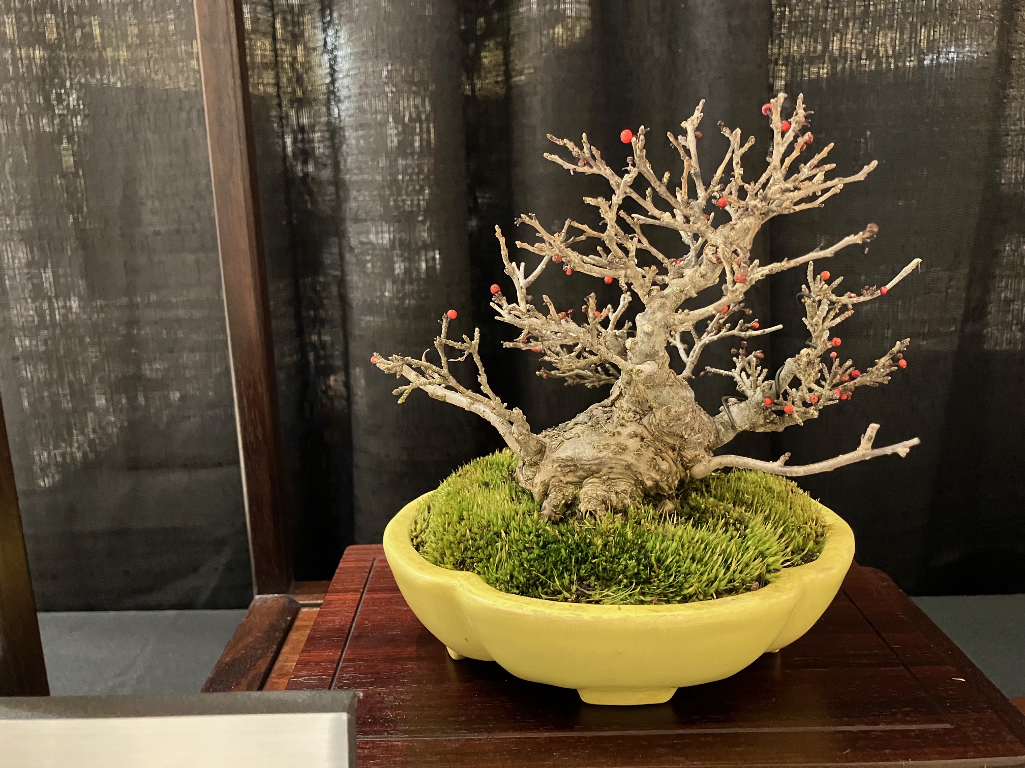 Photo of a very small bonsai winterberry