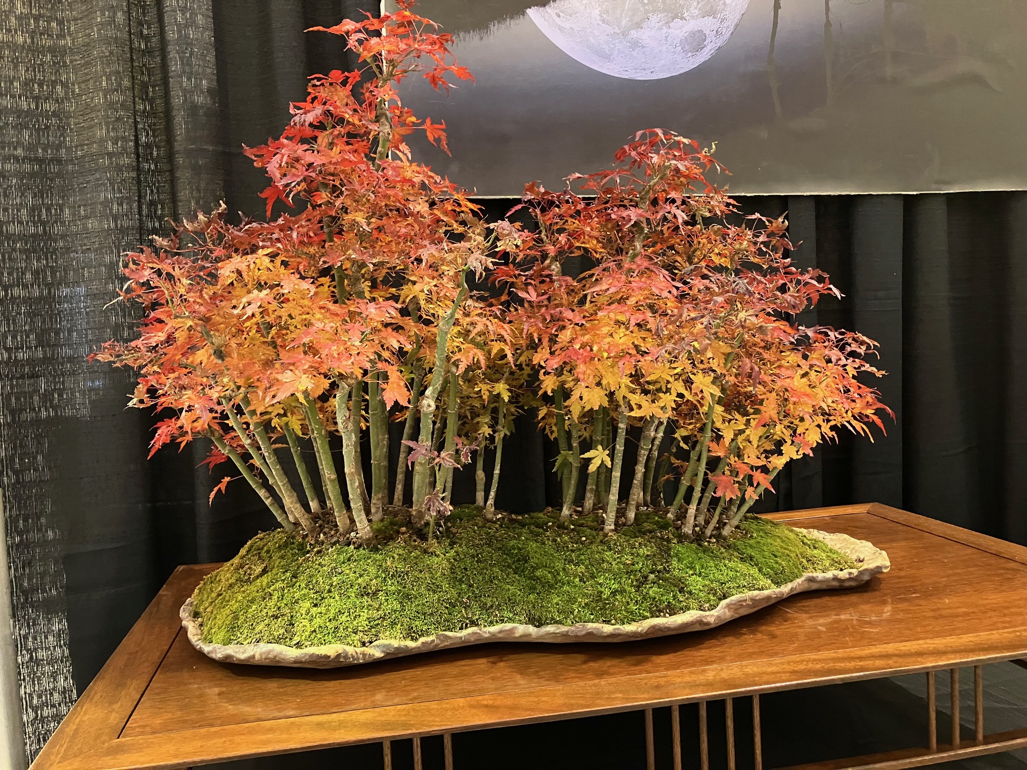photo of a bonsai maple forest