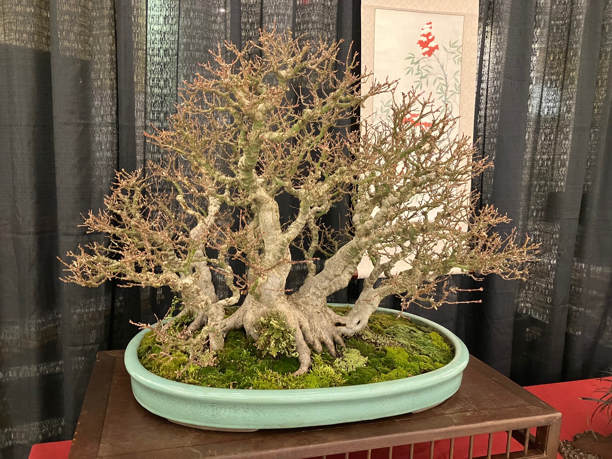 photo of a bonsai maple