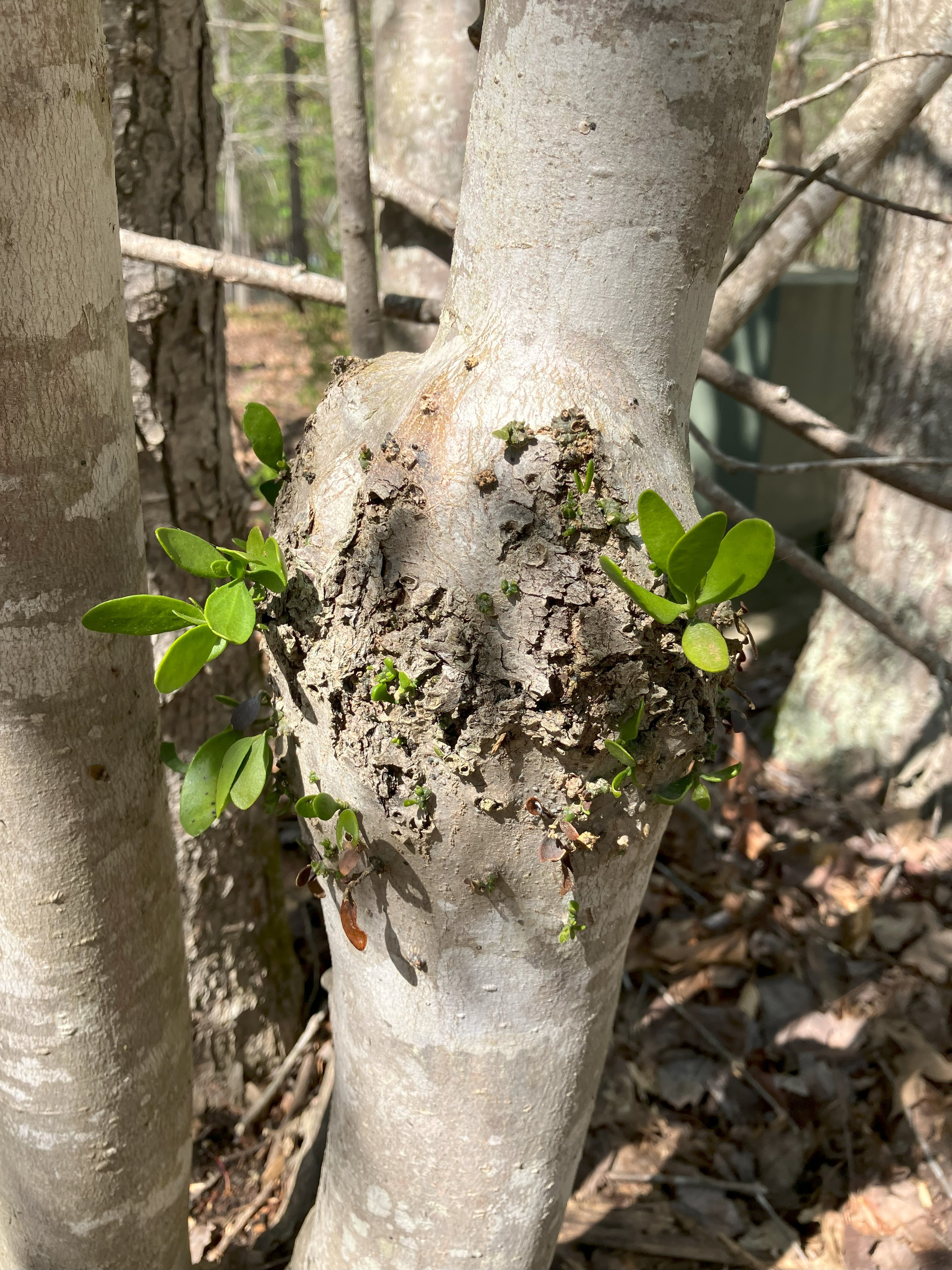 photo of mistletoe growing from maple trunk