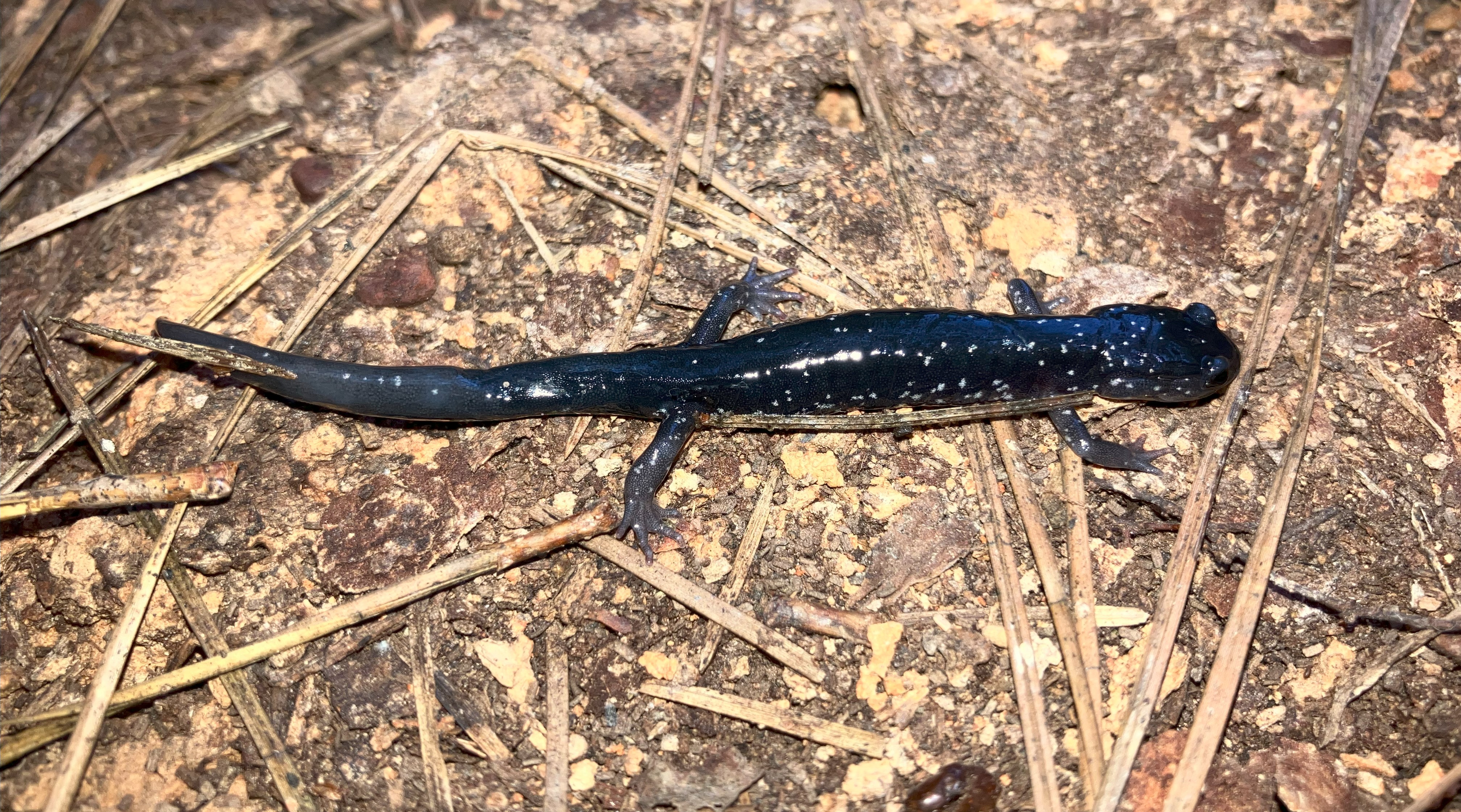 photo of a white-spotted slimy salamander