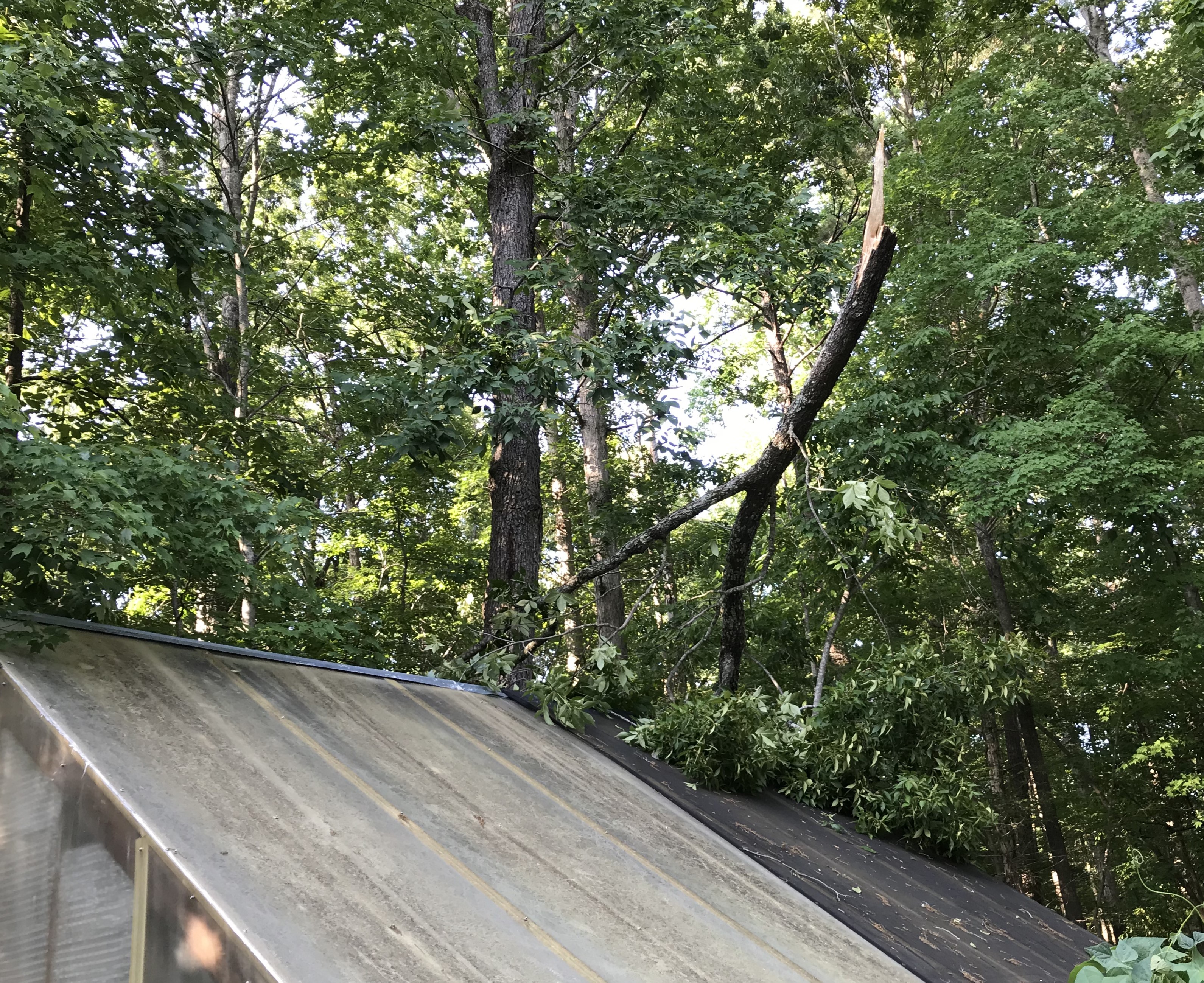 photo of a large tree limb on top of the greenhouse roof