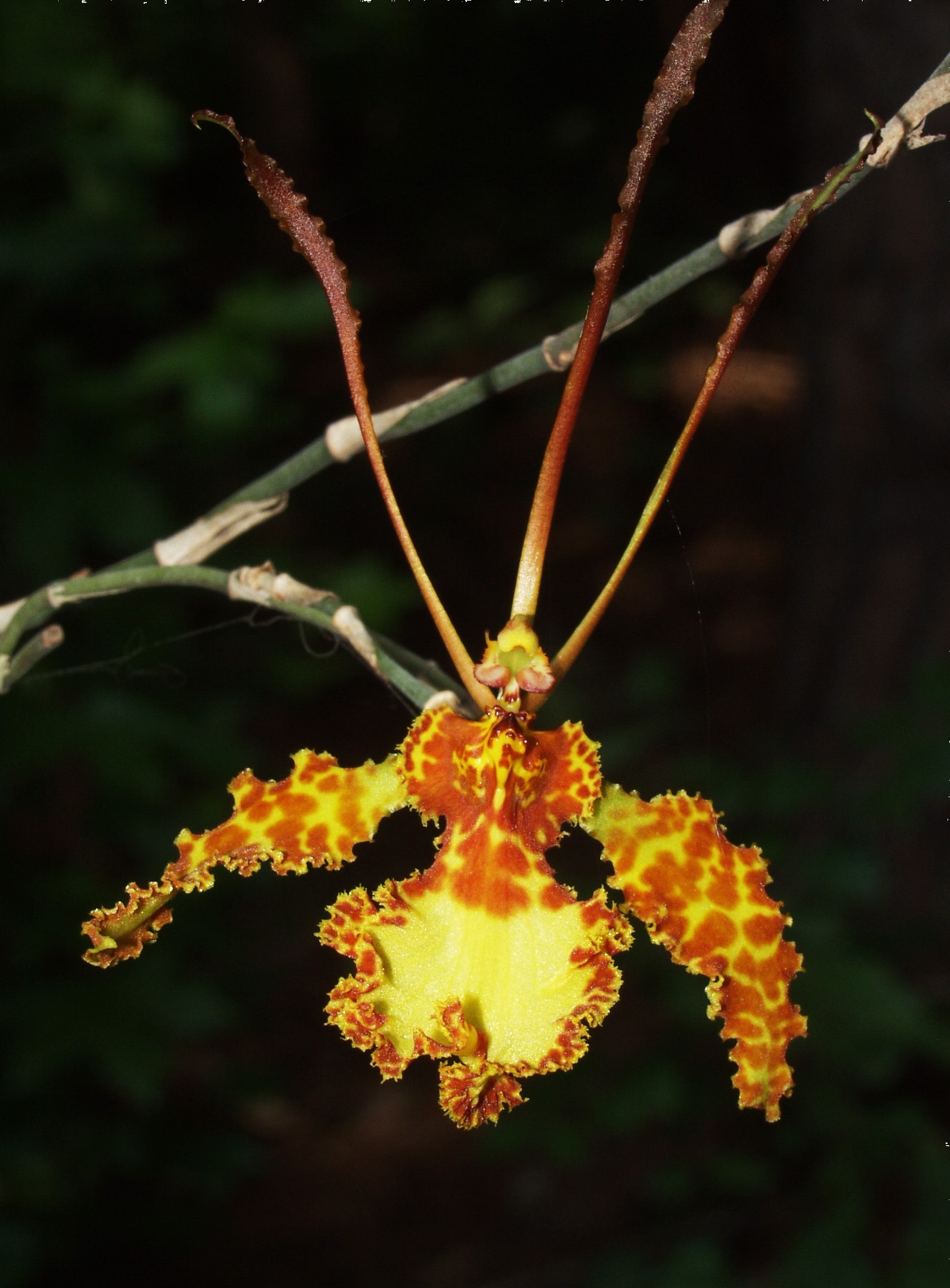 A psychopsis flower that is similar to the above, except that the lip is more ruffled