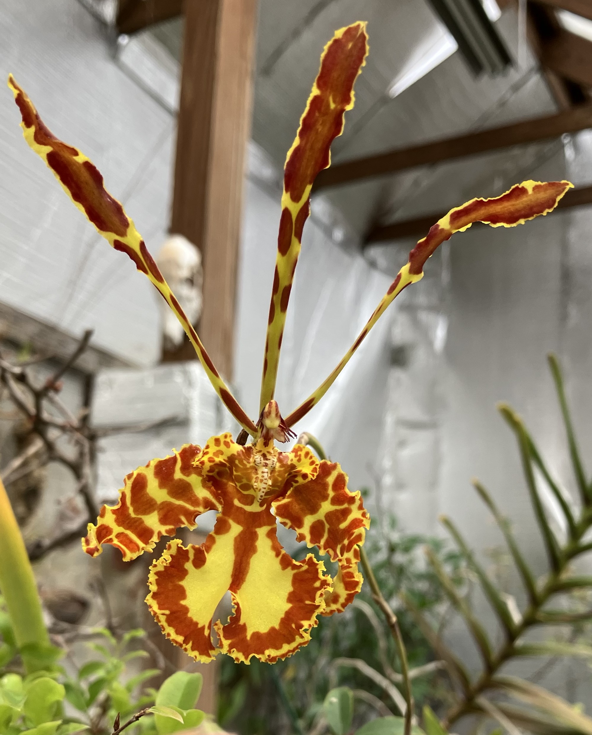 Psychopsis versteegiana flower--a yellow and brown orchid with long dorsal sepal and petals that resemble antennae