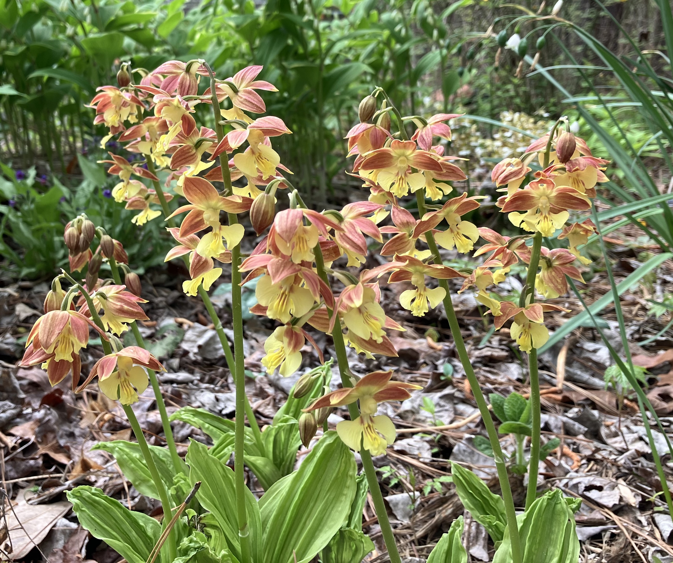 A Calanthe orchid with flower spikes emerging from fresh, green pleated leaves. The flowers have a yellow lip and brick red sepals and petals