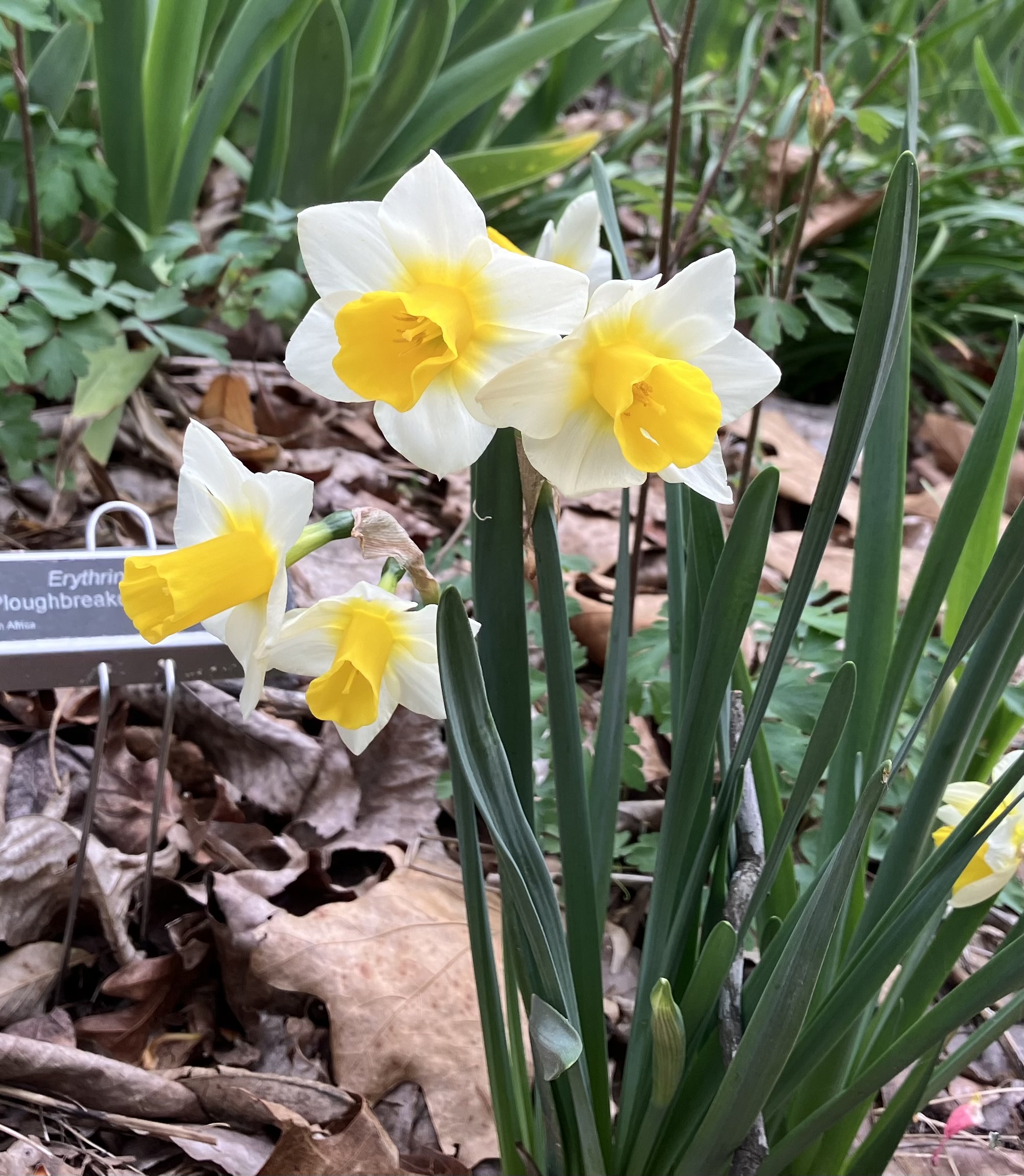 A daffodil with paired flowers with white tepals and golden corona. The foliage is a typical dark green