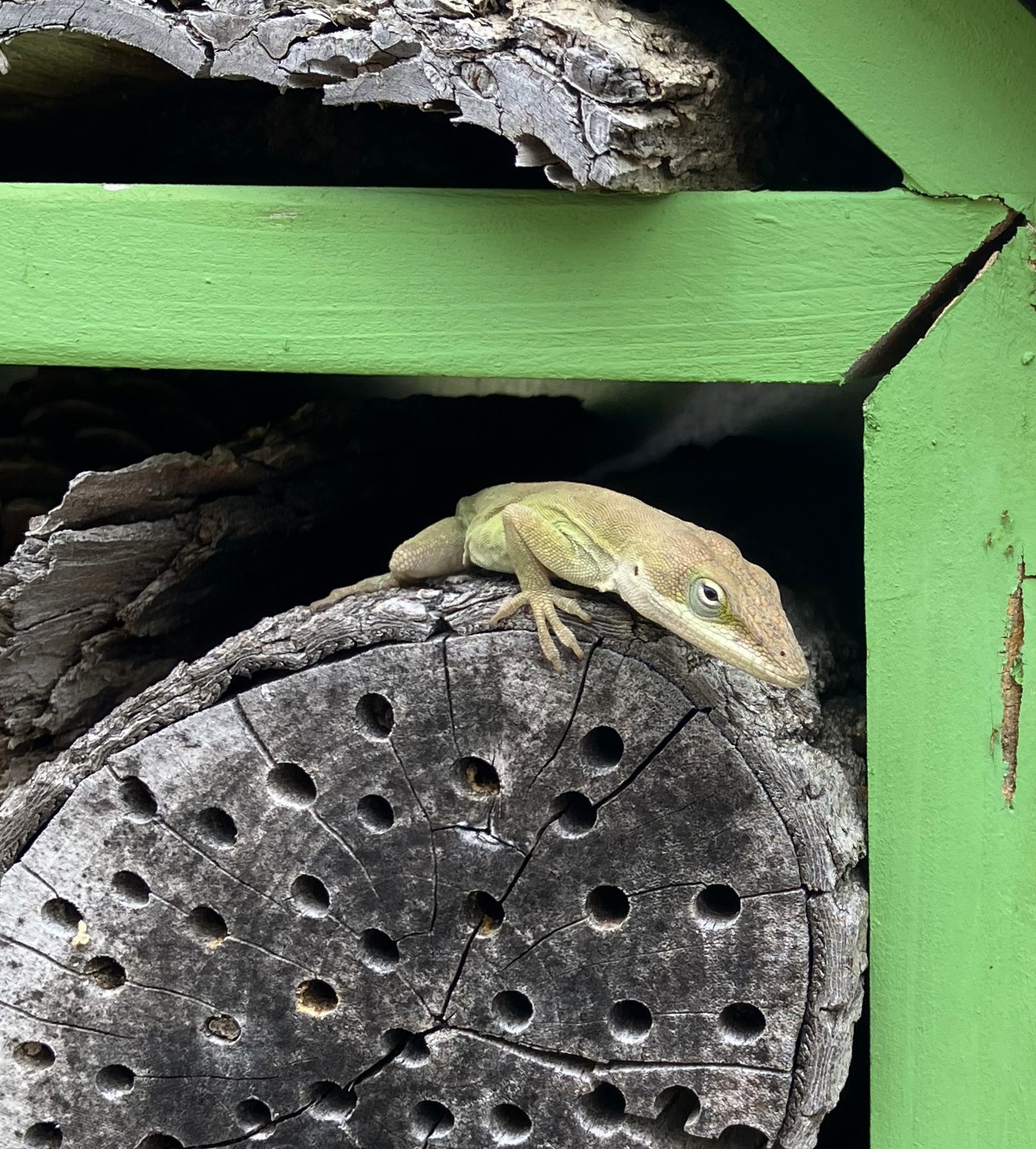 A wooden green frame holds several logs with holes drilled in the ends to provide nesting sites for solitary bees. A green lizard is sitting on top of one of the logs.