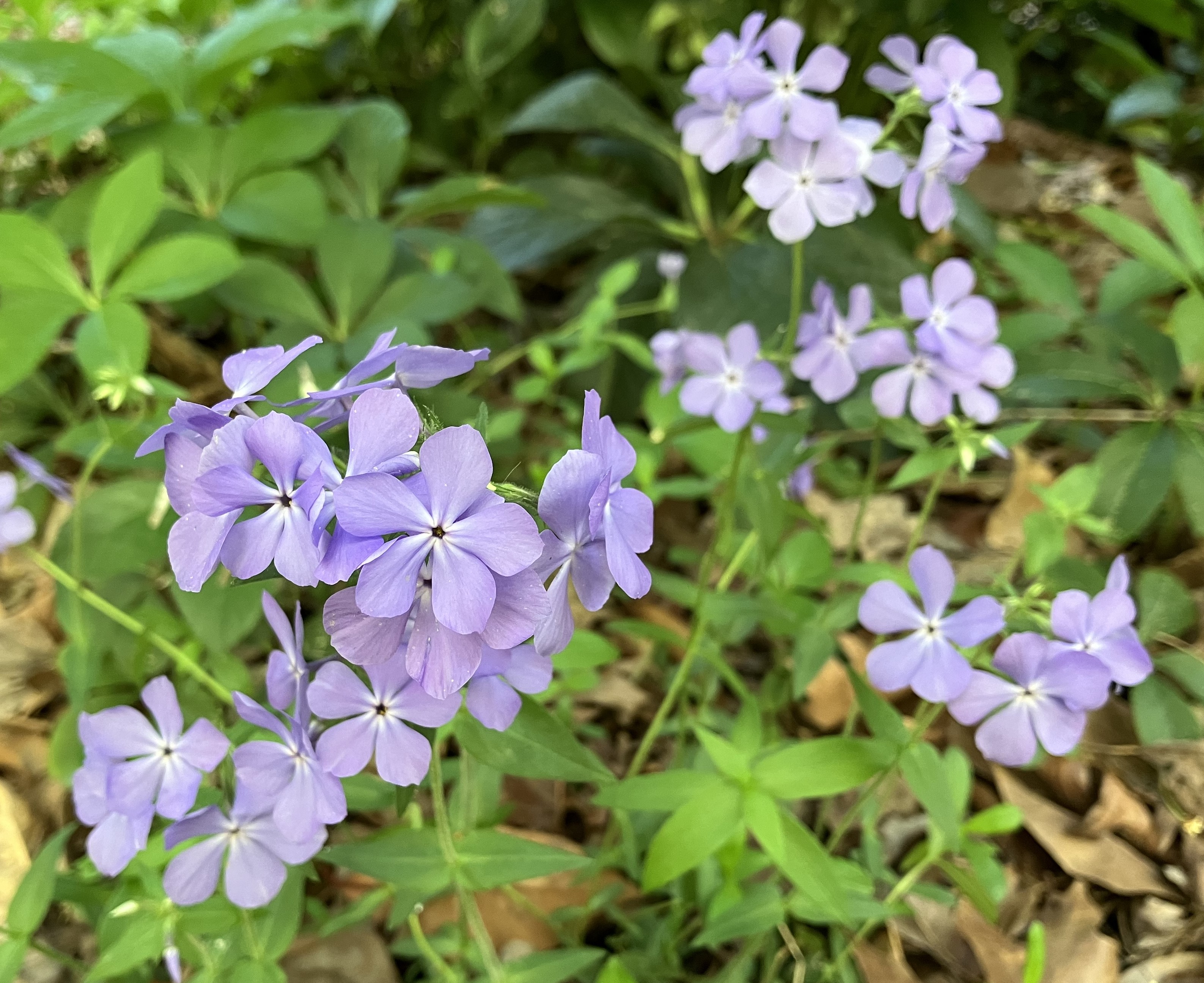 Violet flowers in small clusters