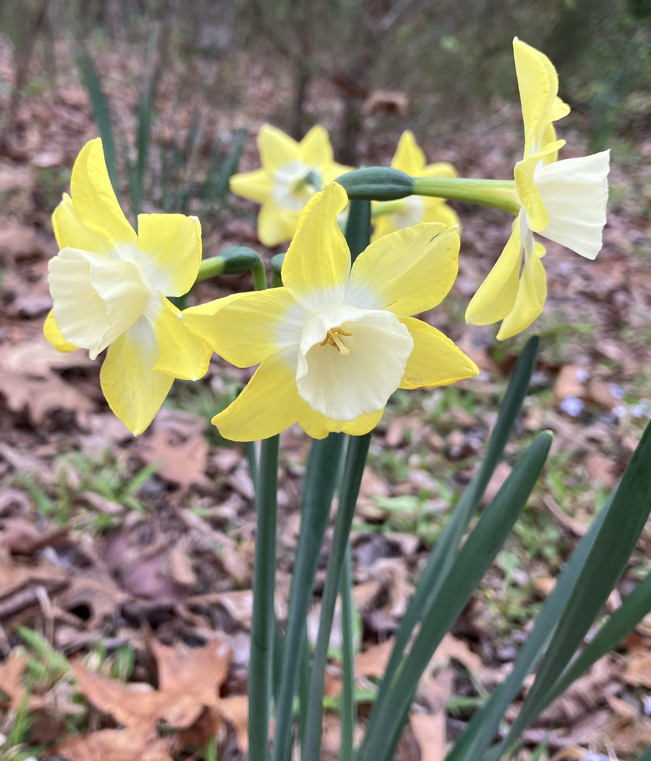 A daffodil with paired flowers that have creamy yellow tepals and a white corona