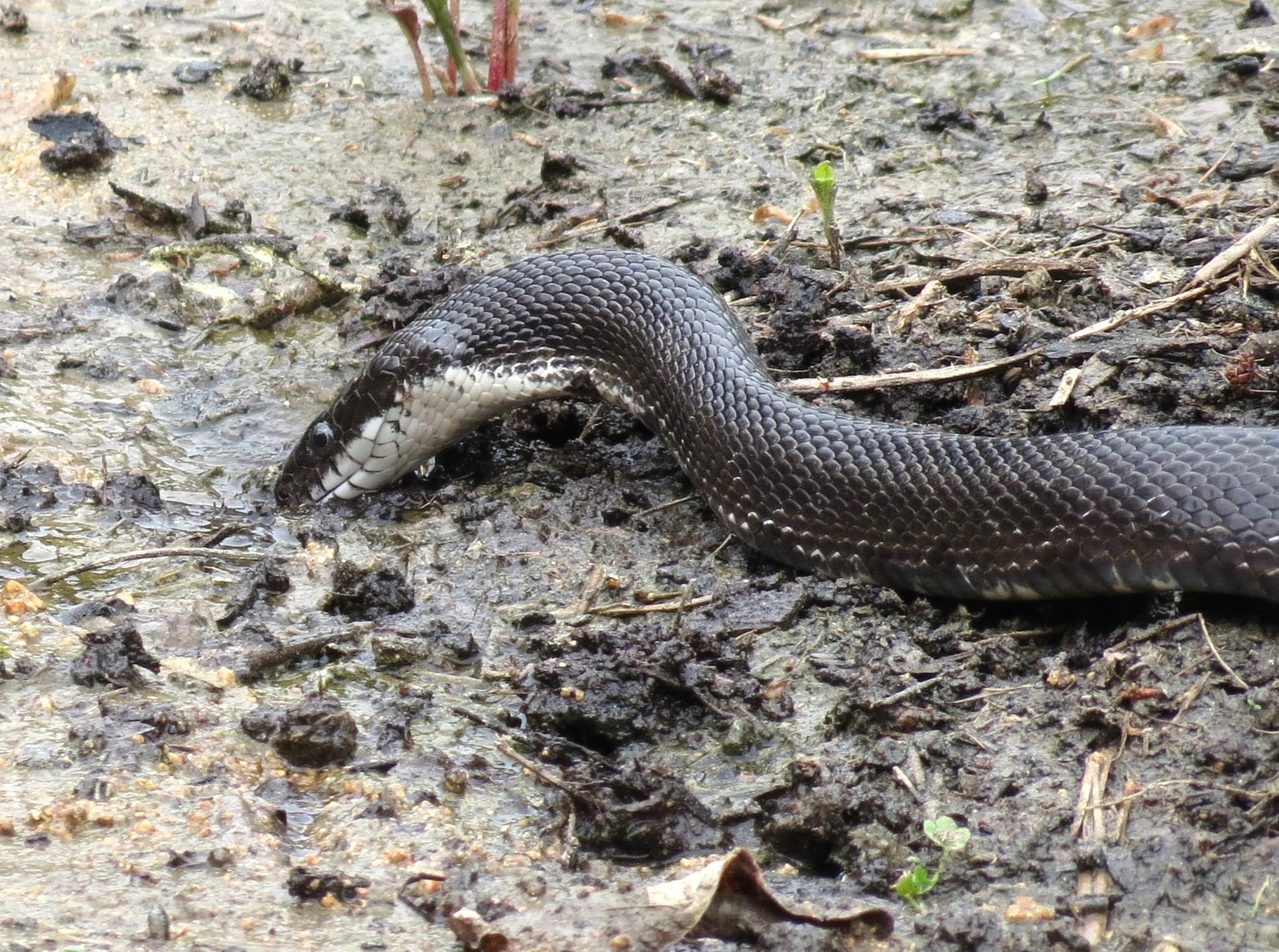 A large black snake with white chin and a few white flecks along its side. Its neck is arched so it can drink from a puddle.