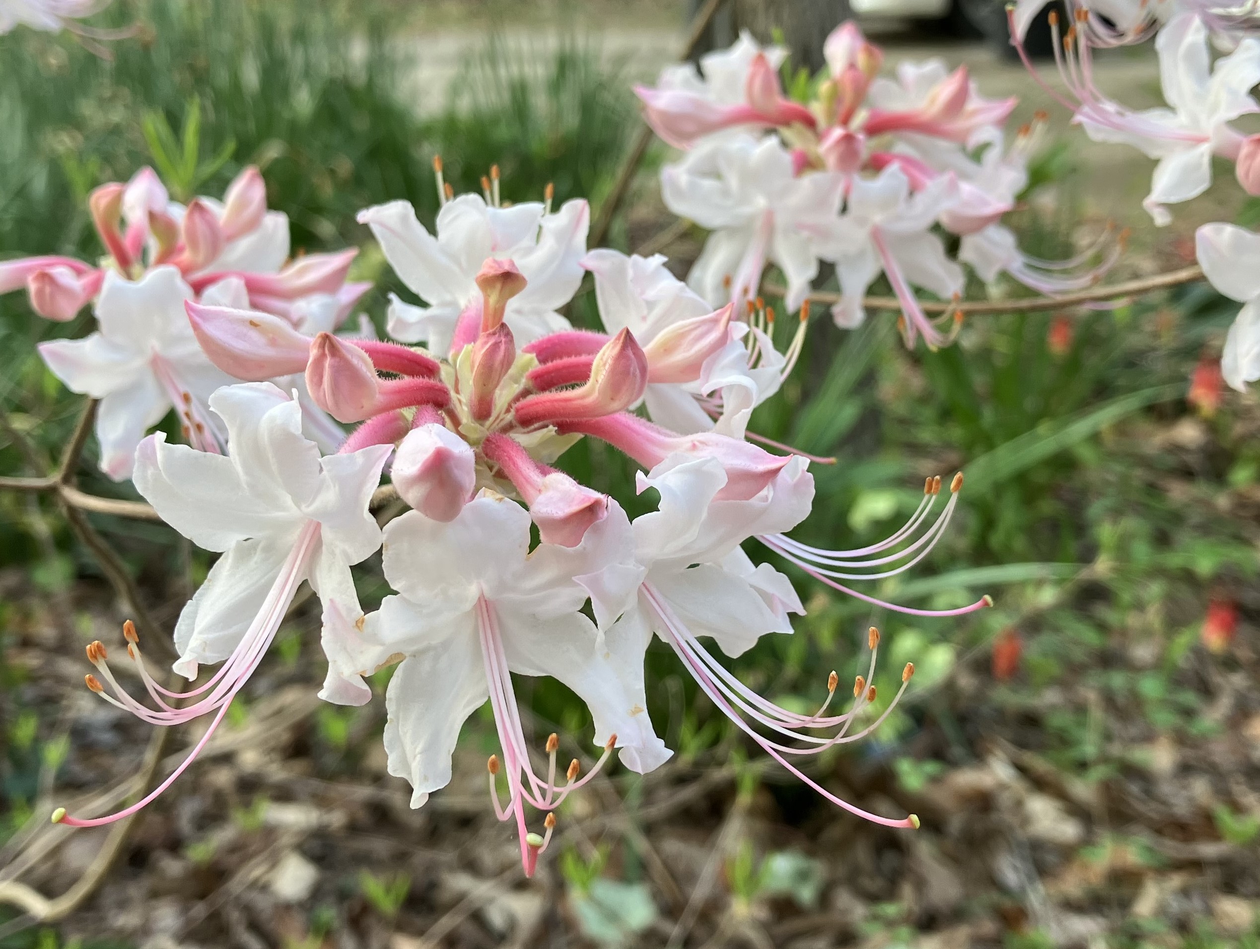 A deciduous azalea. The flowers have soft white petals and a pink tube.